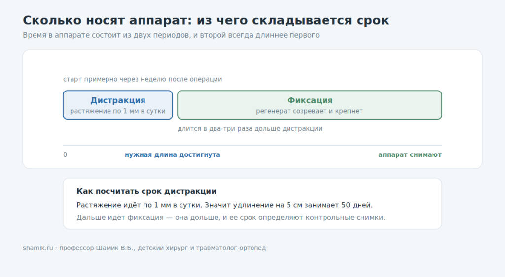 Сколько носят аппарат Илизарова: периоды дистракции и фиксации